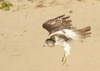 Red-tailed Hawk juvenile