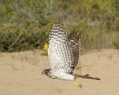 Cooper's Hawk juvenile female