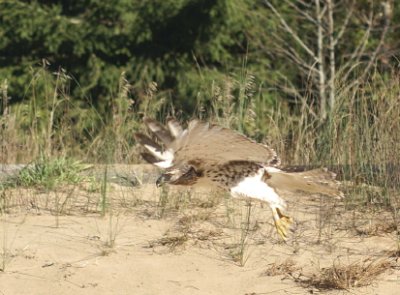 Red-tailed Hawk juvenile