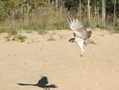 Red-tailed Hawk juvenile