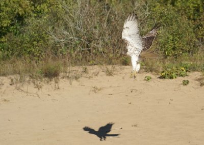 Red-tailed Hawk juvenile