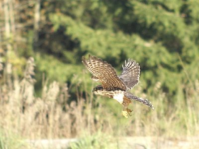 Merlin juvenile female