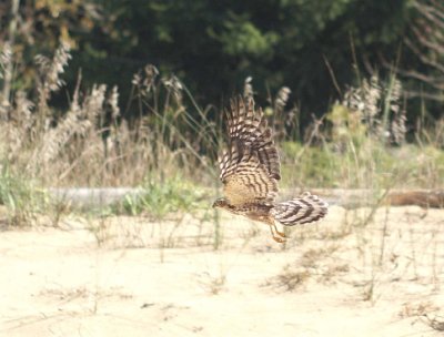 Sharp-shinned Hawk juvenile male