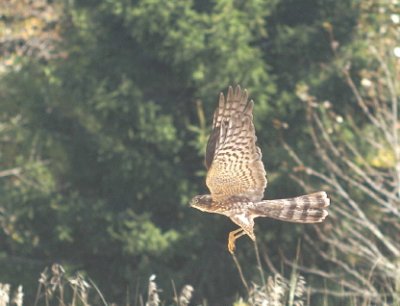 Sharp-shinned Hawk juvenile male