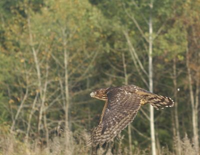 Cooper's Hawk juvenile female