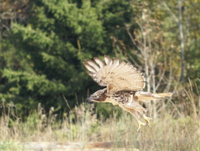 Red-tailed Hawk juvenile