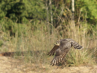 Merlin juvenile female