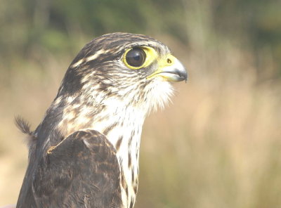 Merlin juvenile male