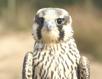 Peregrine Falcon juvenile male