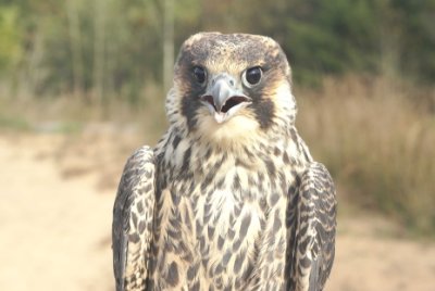 Peregrine Falcon juvenile male