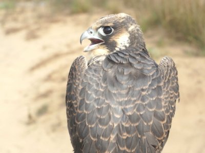 Peregrine Falcon juvenile male