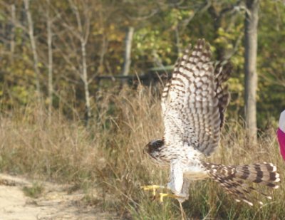 Cooper's Hawk juvenile female