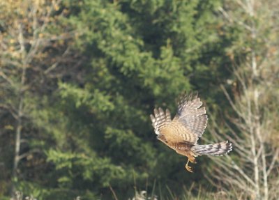 Sharp-shinned Hawk adult female