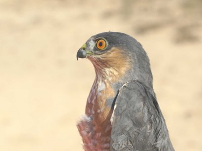 Sharp-shinned Hawk adult male