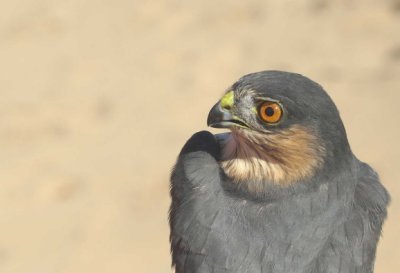 Sharp-shinned Hawk adult male