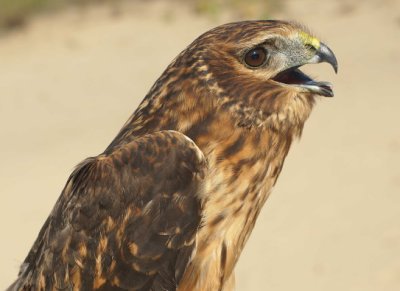 Northern Harrier juvenile female