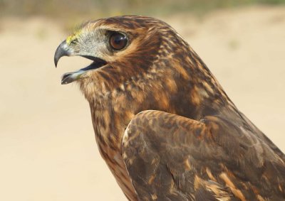 Northern Harrier juvenile female