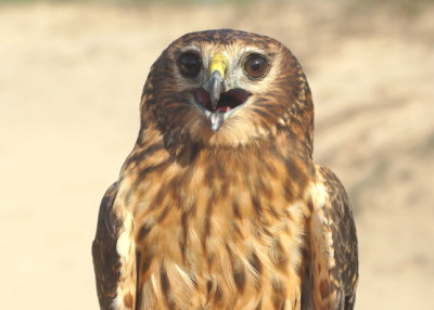 Northern Harrier juvenile female