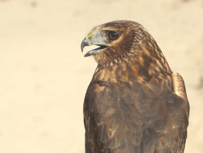 Northern Harrier juvenile female