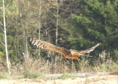 Northern Harrier juvenile female