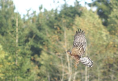 Sharp-shinned Hawk juvenile male
