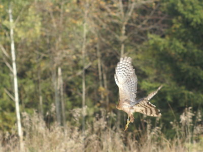 Sharp-shinned Hawk adult female