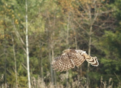 Cooper's hawk juvenile male