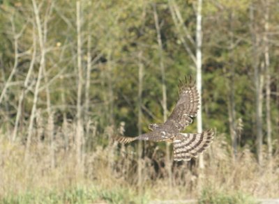 Sharp-shinned Hawk juvenile female