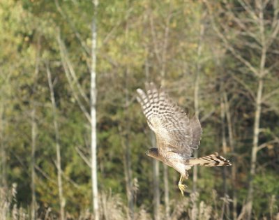 Sharp-shinned Hawk adult male