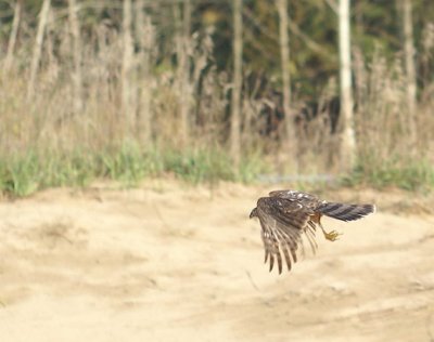 Sharp-shinned Hawk juvenile male