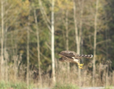Sharp-shinned Hawk juvenile female