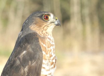 Sharp-shinned Hawk adult male