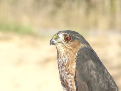 Sharp-shinned Hawk adult male