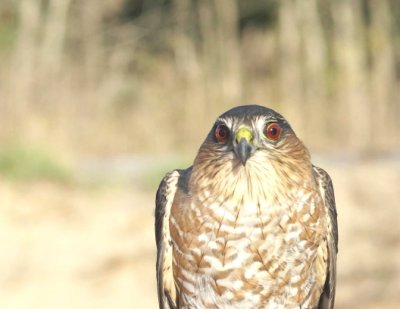 Sharp-shinned Hawk adult male