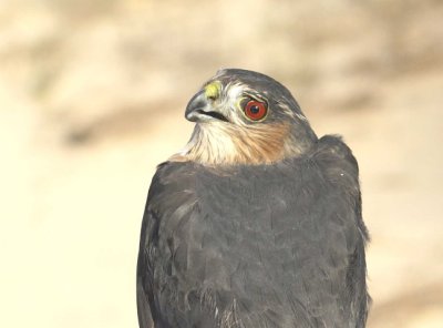 Sharp-shinned Hawk adult male