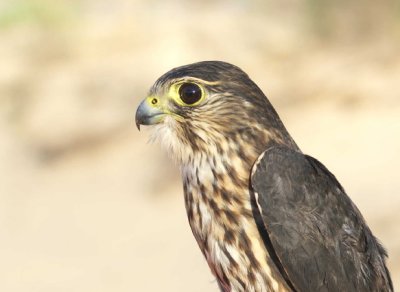 Merlin adult female