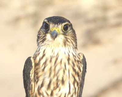 Merlin adult female
