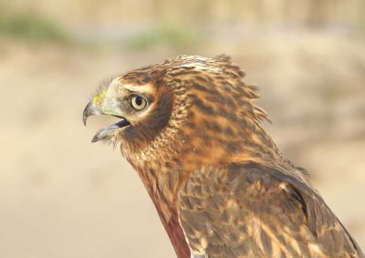 Northern Harrier juvenie male