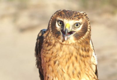 Northern Harrier juvenie male