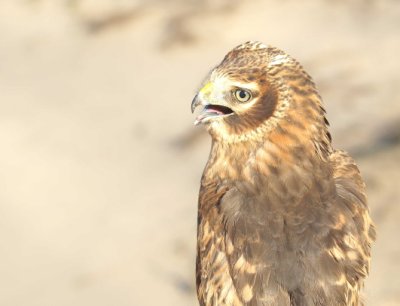 Northern Harrier juvenie male