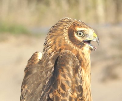 Northern Harrier juvenie male