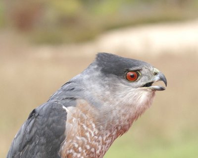 Cooper's Hawk adult male