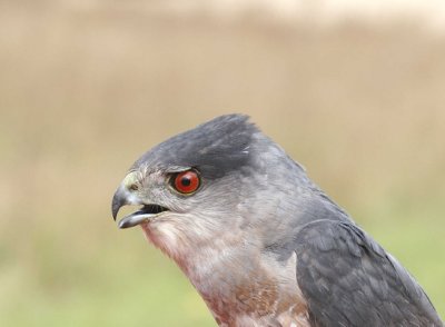 Cooper's Hawk adult male