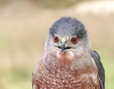 Cooper's Hawk adult male