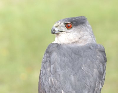 Cooper's Hawk adult male