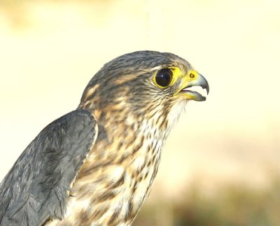 Merlin adult male
