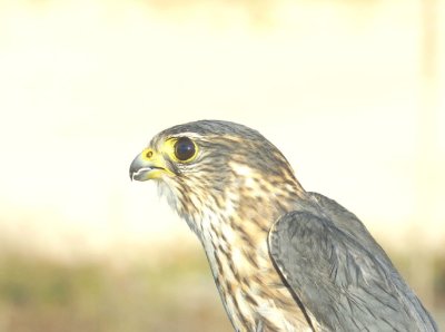 Merlin adult male