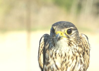 Merlin adult male