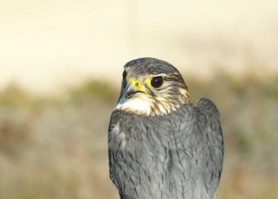 Merlin adult male