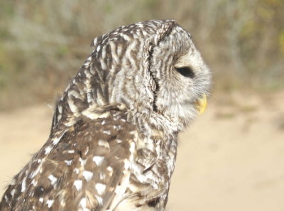 Barred Owl